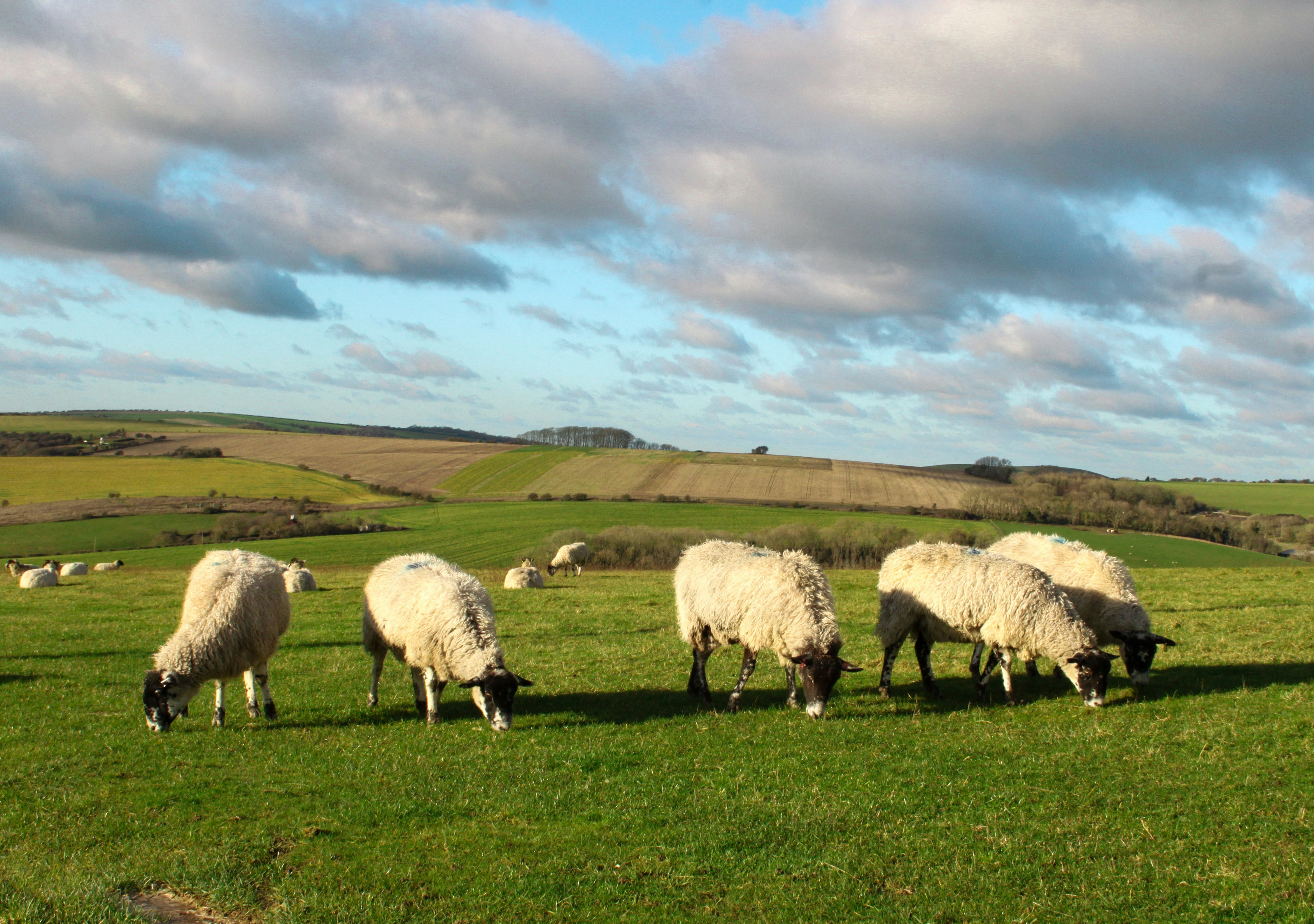 herd of sheep on green grass field under white clouds and blue sky during daytime